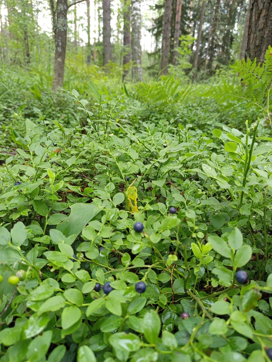 Черника. Фото автора