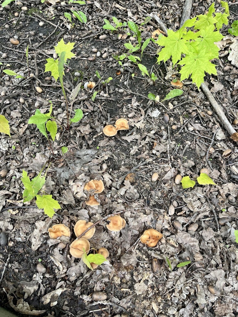 Вот такая умиротворенная картина мне встретилась сегодня в обед. В лесу растут грибы. 