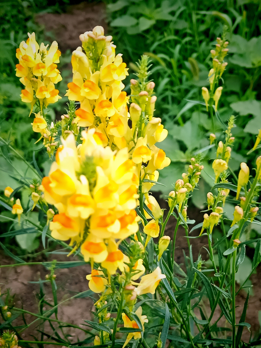 Львиный Зев