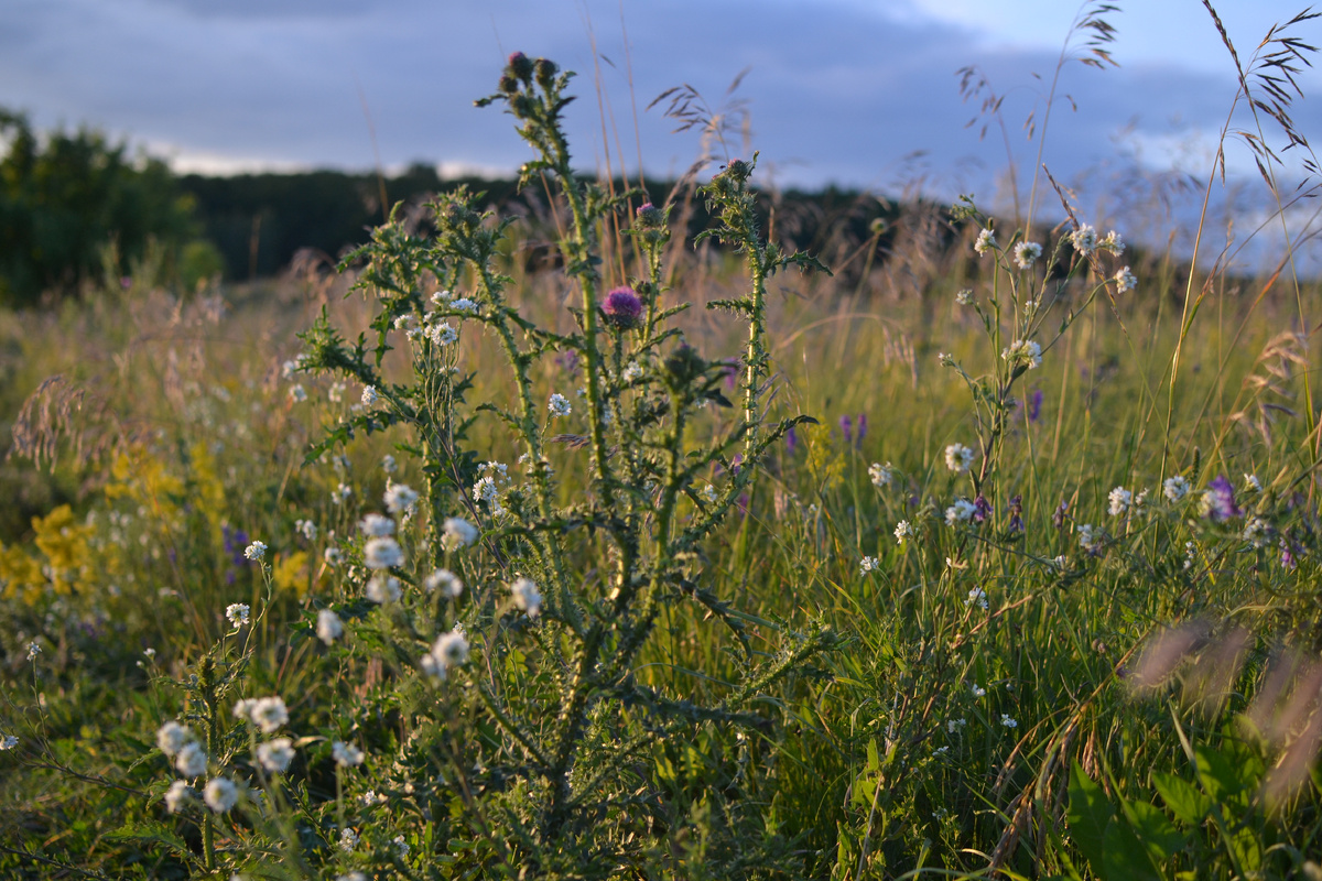 Луг по дороге на озеро, рядом с домом