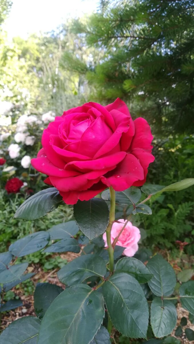 РОза Четырех ветров, сзади выглядвает Лоран Каброль