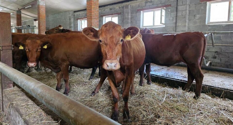    К(Ф)Х Шаньшиной Т.И.