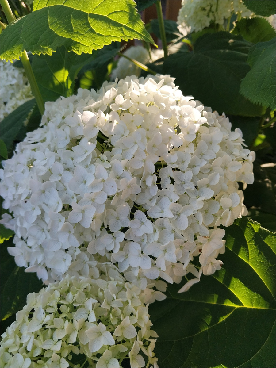 Моя белоснежная Анабель