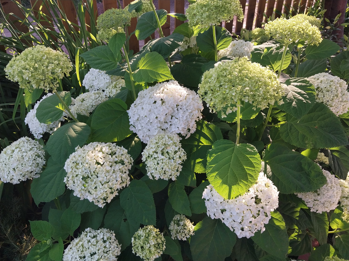 Нас ожидает белоснежная лавина.