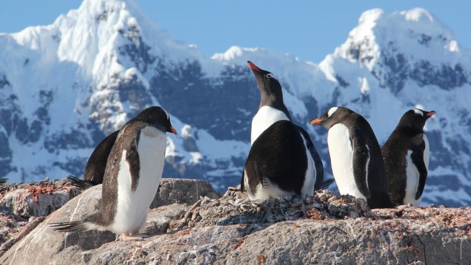 Фото с сайта https://ca.style.yahoo.com/really-live-antarctica-010009200.html