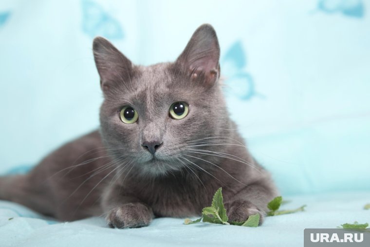    Кошачья мята действует на кошек как успокоительное