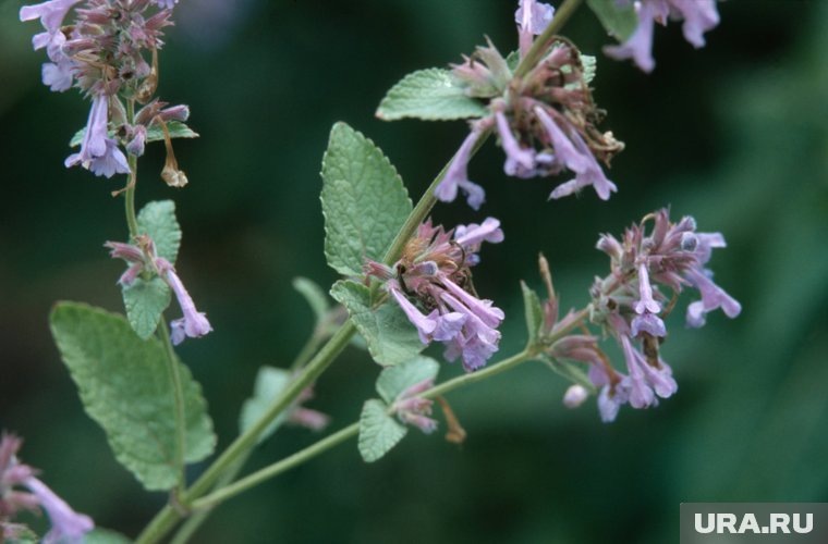     Кошачья мята может достигать в длину 100 см R. Koenig / blickwinkel / Global Look Press