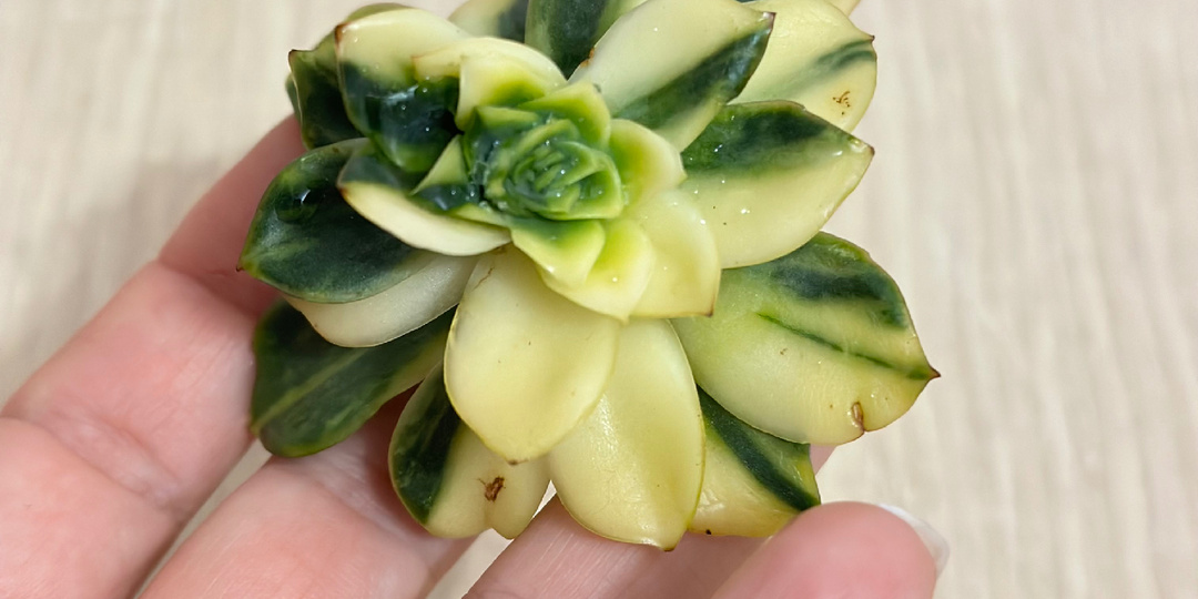 Суккуленты, которые меня покинули: мой печальный (и ни чуть не постыдный) опыт