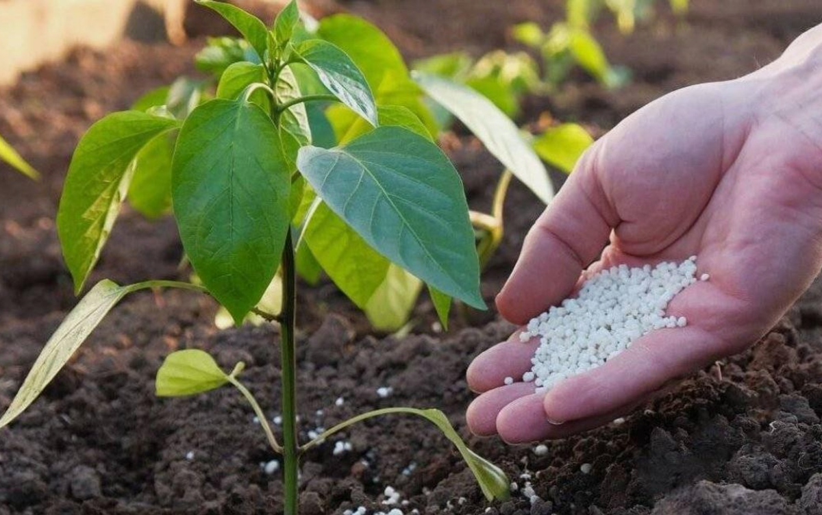 Источник фото: smartpress.by