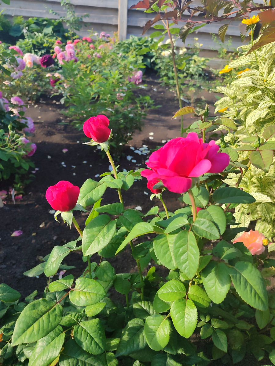 Принцесс Киши пошла на вторую волну