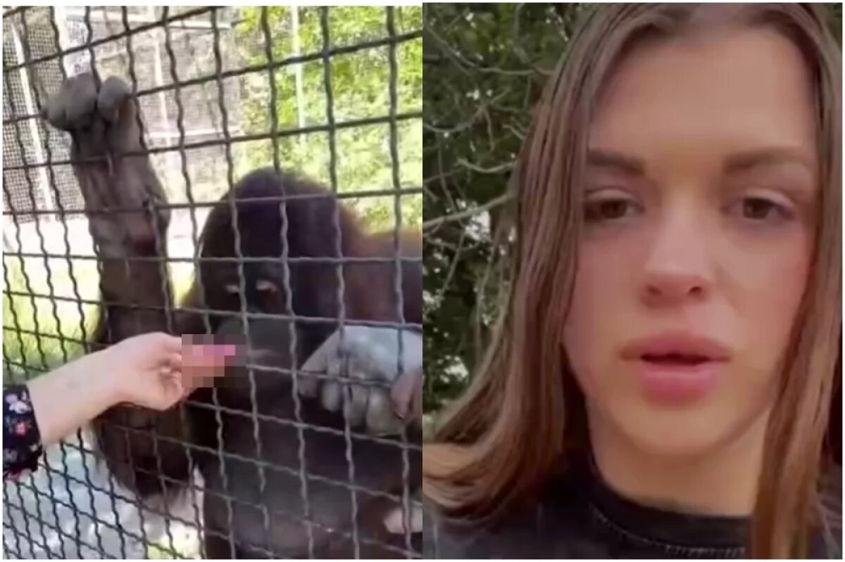    Обезьяне по имени Дана стало плохо после мастер-класса спортсменки.