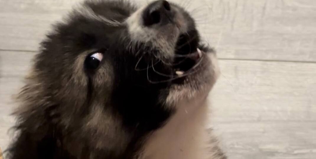 Письмо от Горошка и его друзей