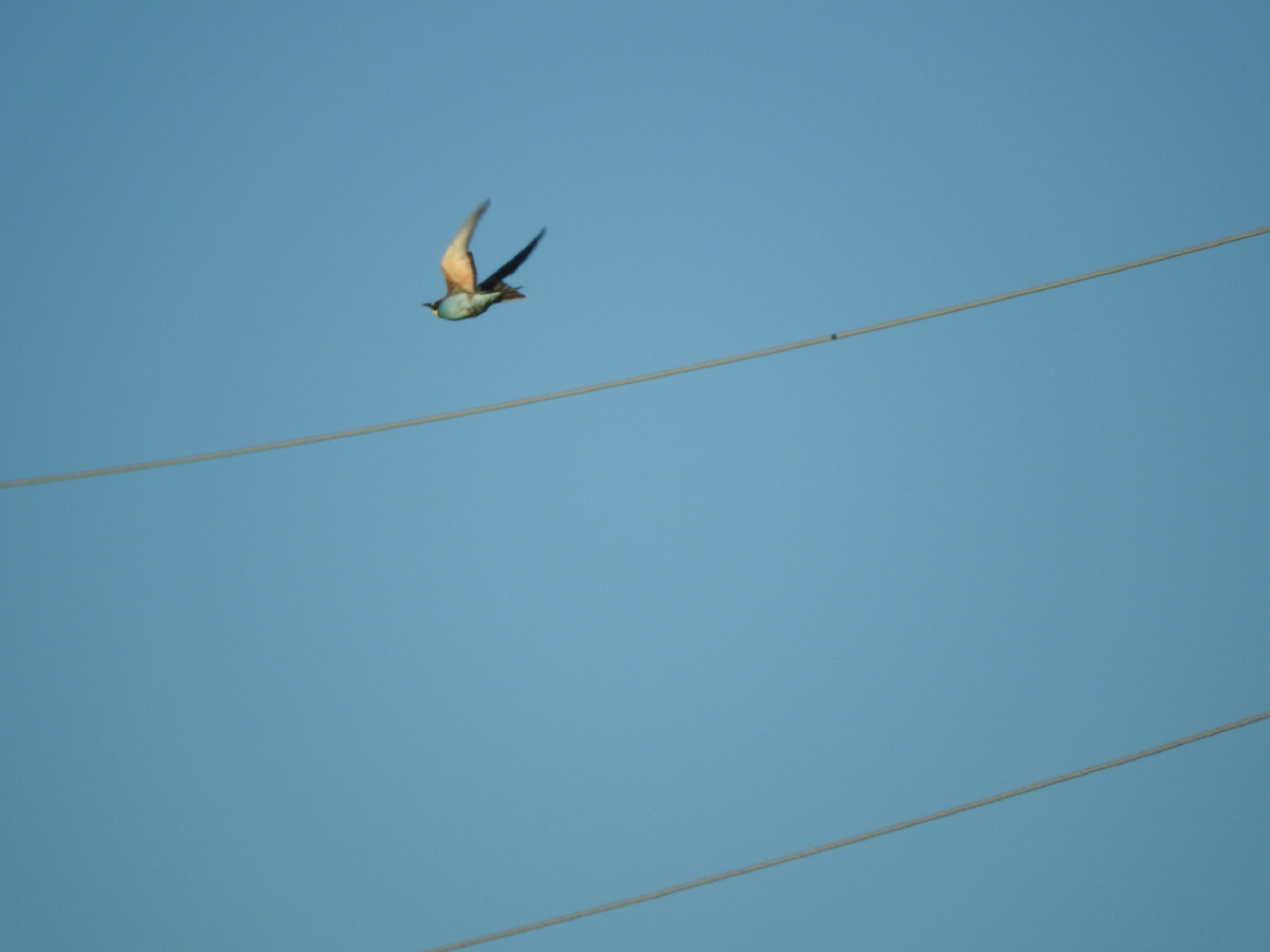 Золотистая щурка, 2025