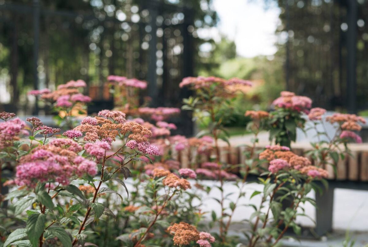 Литературный квартал утопает в клумбах с красивыми цветами. Фото Галины Жигаловой.
