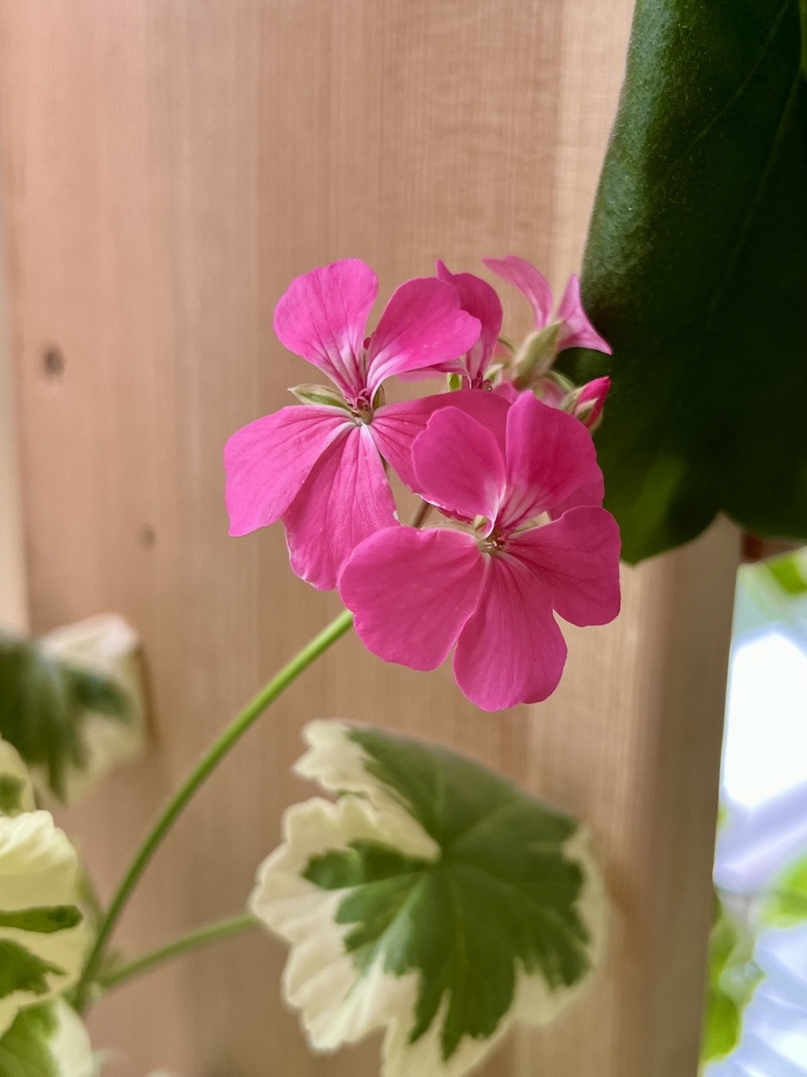 Фото автора. Hills of Snow