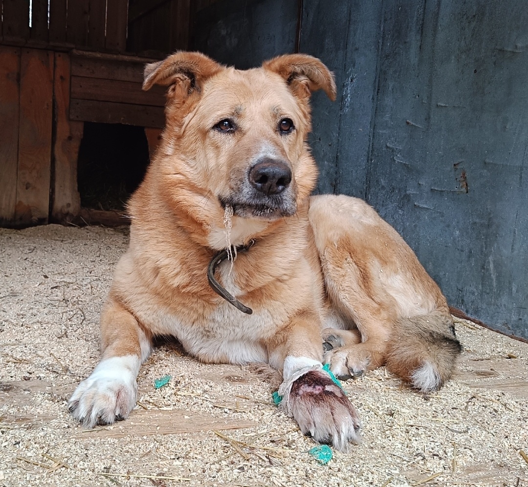 Пытается разорвать бинт 