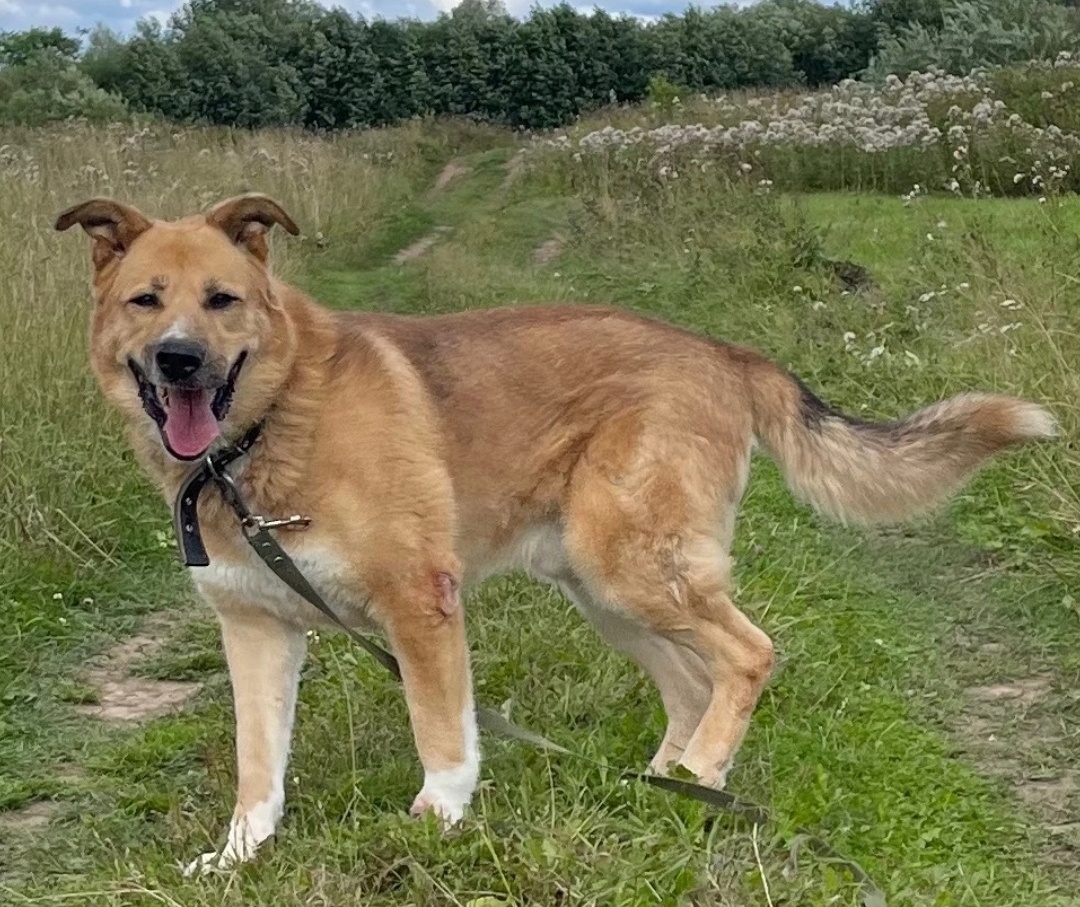 Красивый, статный, спокойный Тайсон