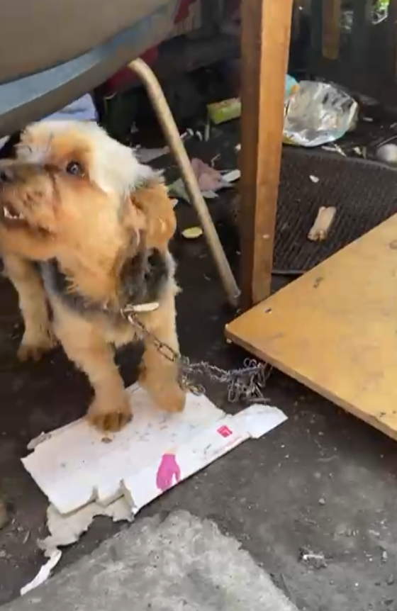 Йорк на цепи?! Как такое возможно?