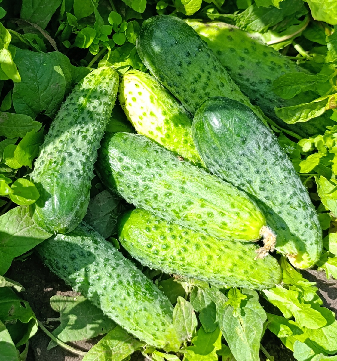 Первый урожай