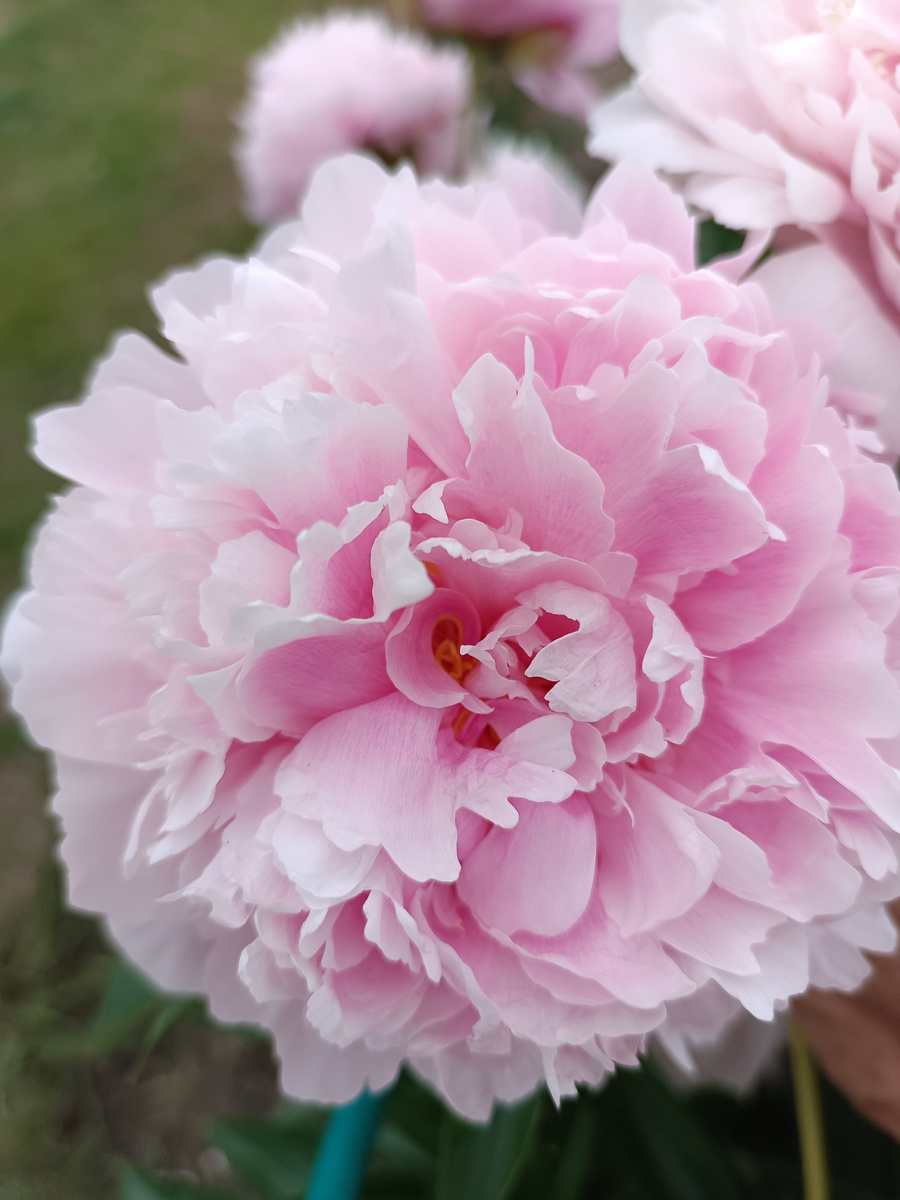 Пион Сара Бернар / –>