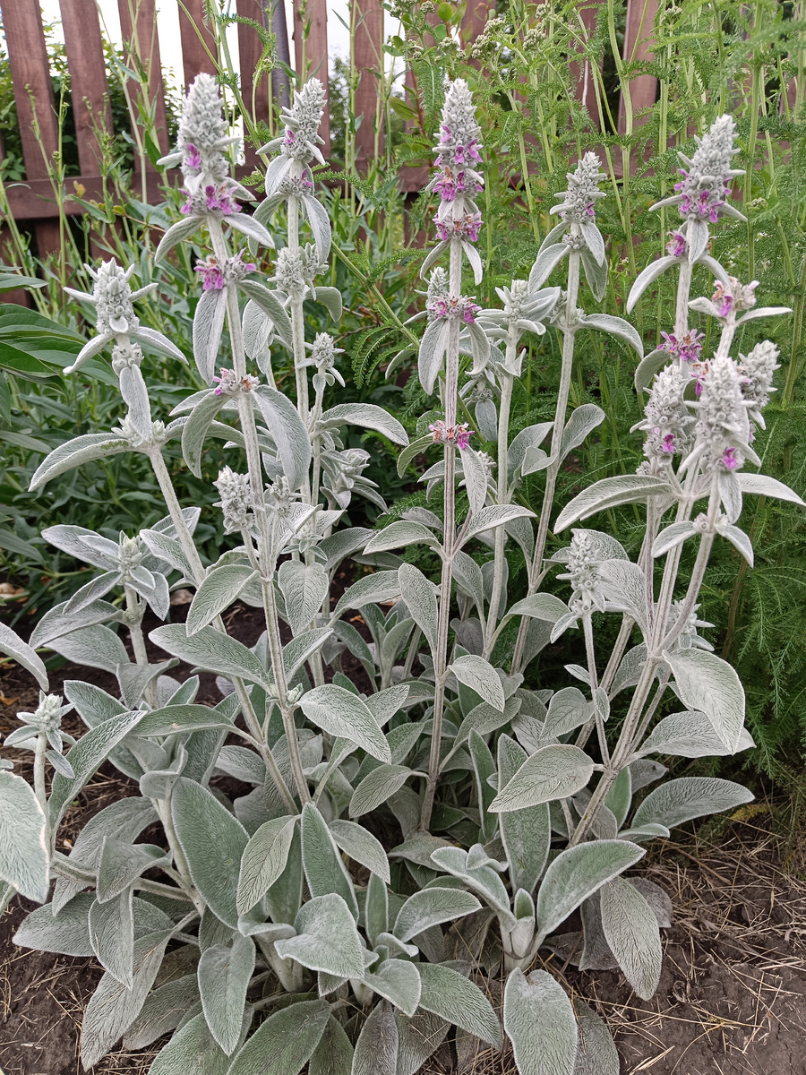 Чистец шерстисный Овечьи ушки / –>