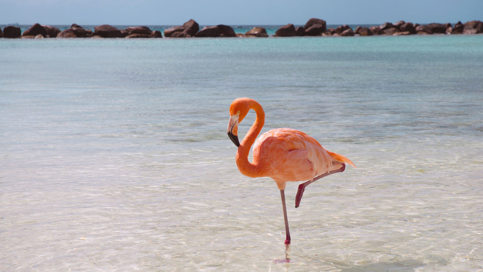 Фото с сайта https://64poortennaarzelfkennis.nl/flamingo-totemvogel-van-de-25ste-gene-key/