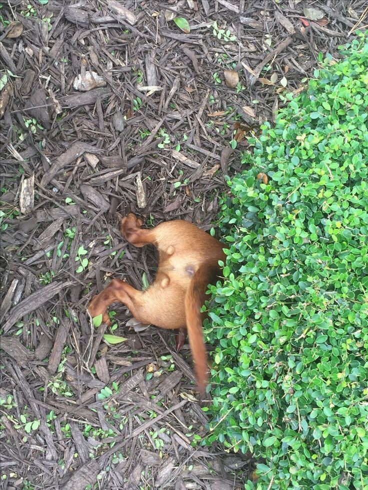 Выискиваю диверсантов