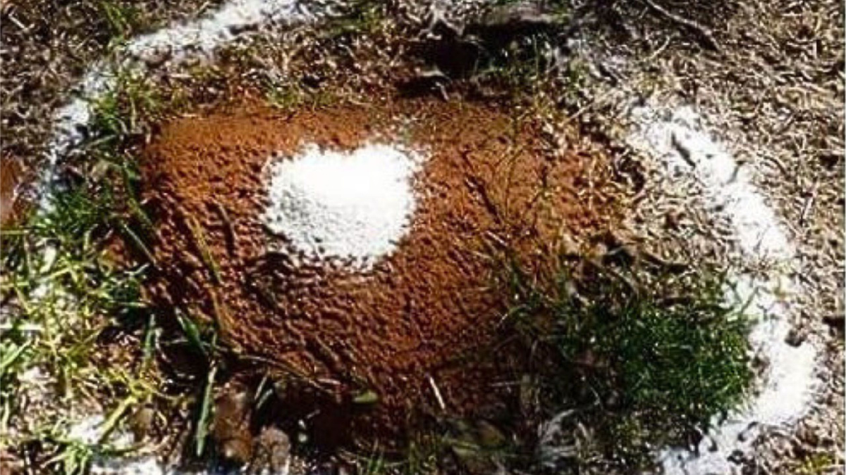 Яндекс картинки