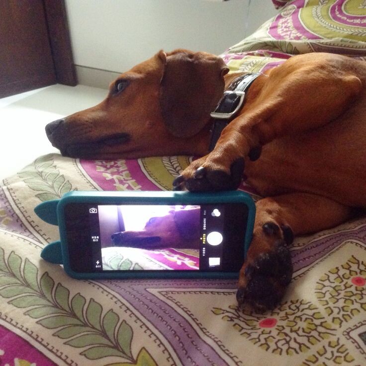 Тоже своего рода блогер