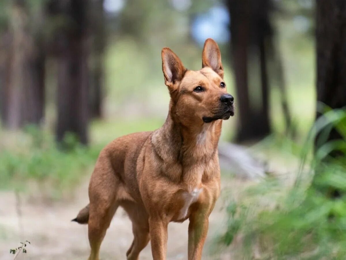 Изображение из интернета