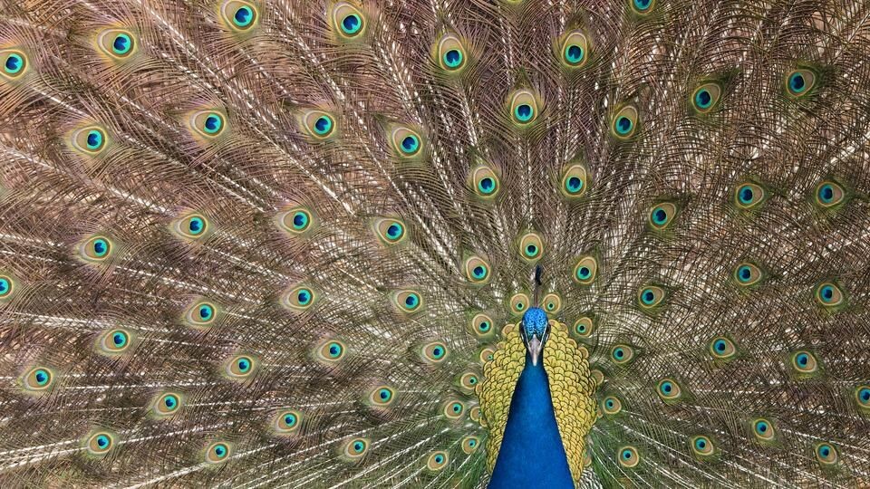 Фото с сайта https://tr.pinterest.com/pin/432978951651487265/