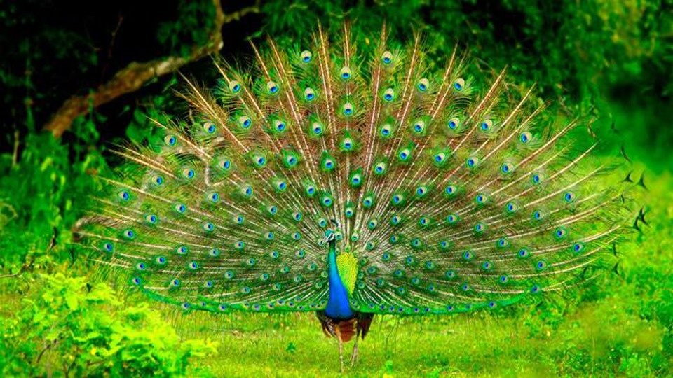 Фото с сайта https://cmbairporttaxi.com/kumana/