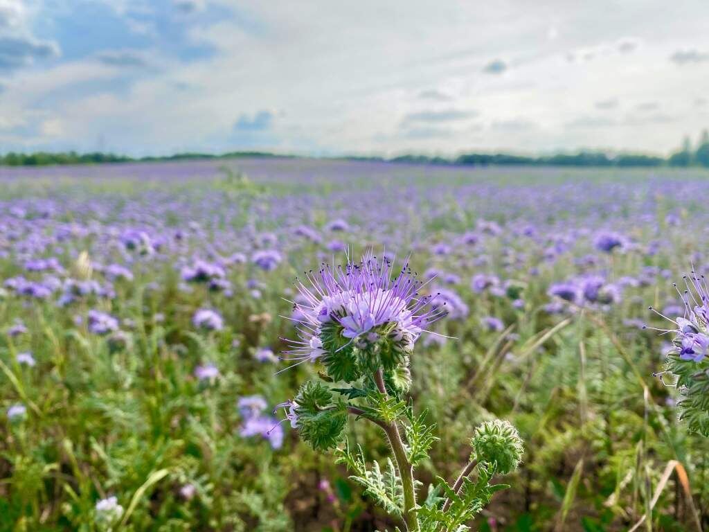   фото Людмила Сахарчук Веселовские вести