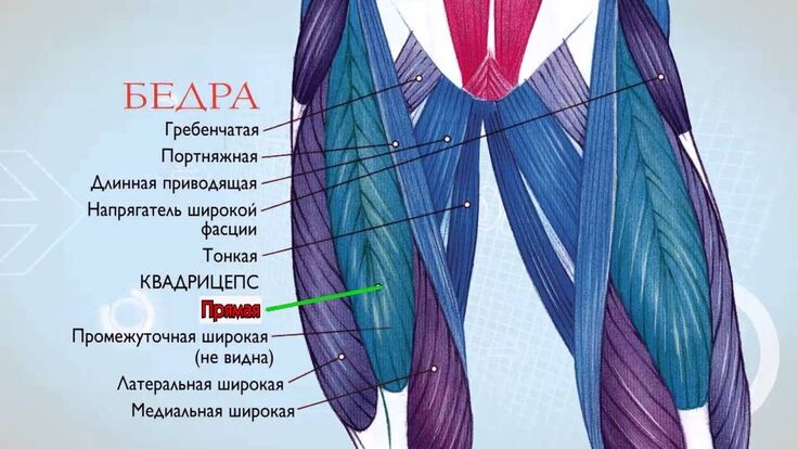 Прямая бедра