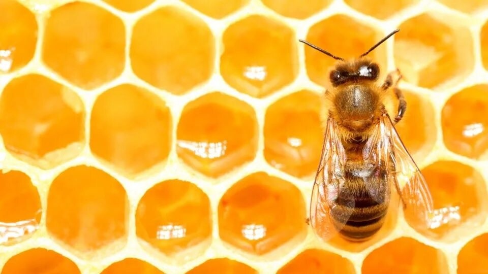 Фото с сайта https://starofmysore.com/tag/maneka-gandhi/page/12/