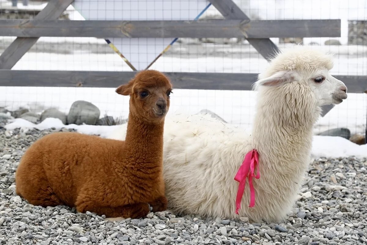    В ульяновском парке «Молодёжный» поселились 12 альпак