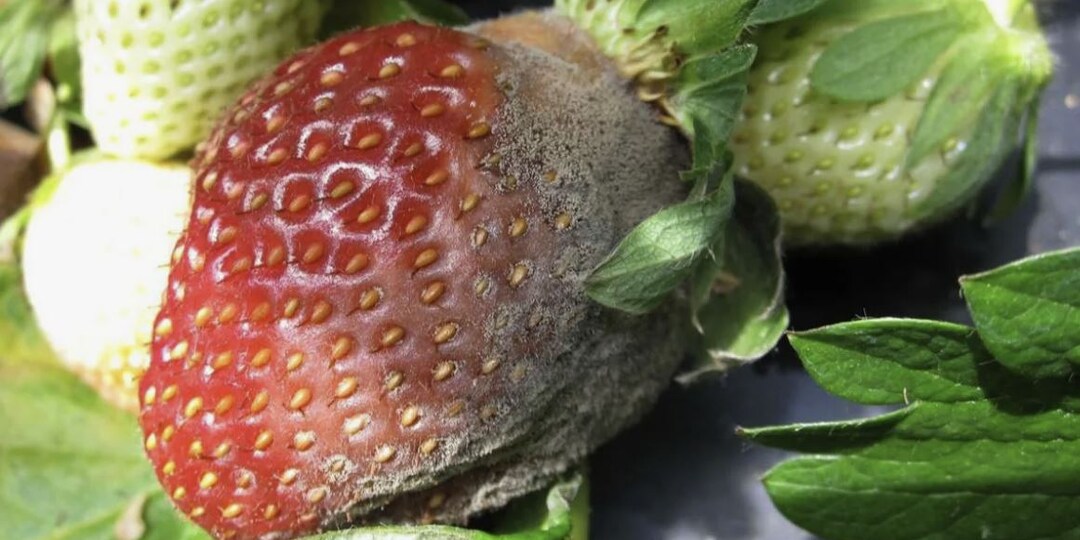 Как защитить клубнику от серой гнили: эффективные методы борьбы и профилактики