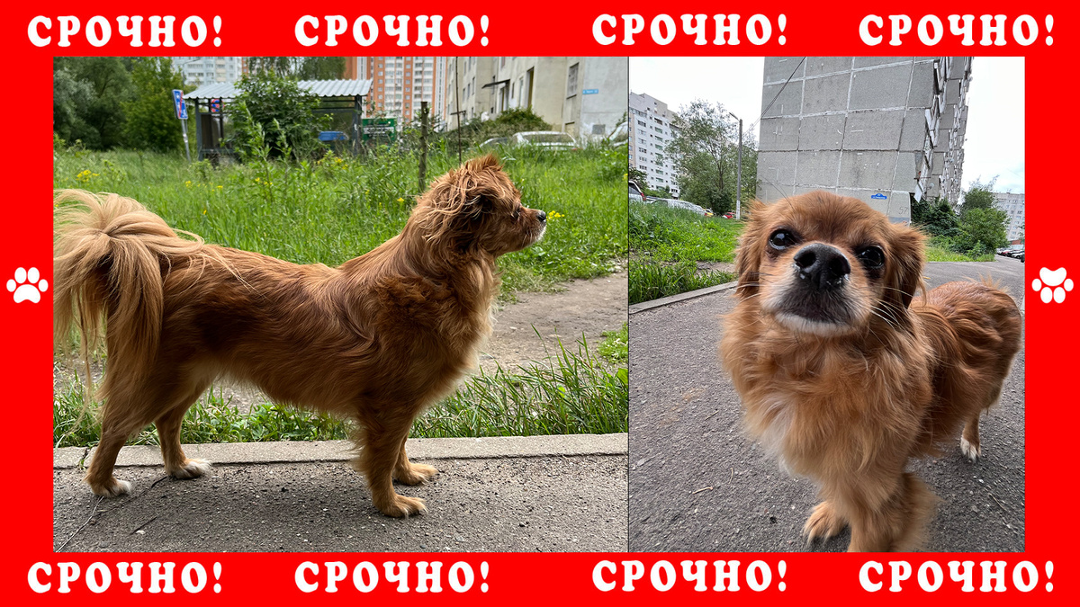 Тибетский спаниель убежал в районе Измайлово