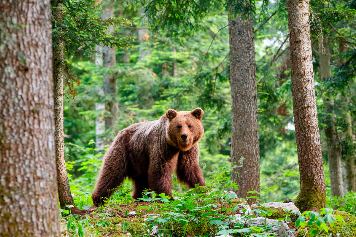    Фото: Henk Bogaard / Shutterstock.com