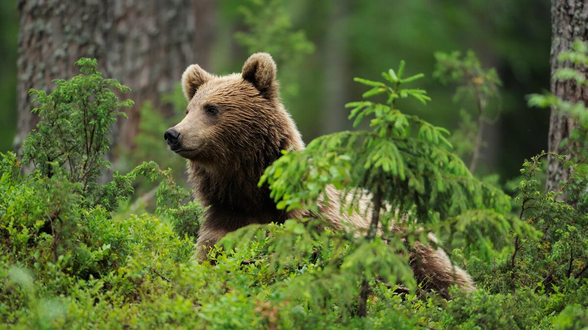 https://avatars.mds.yandex.net/i?id=5b5c6216fb274d0c723a1cd3d2ddbb2d_l-9094970-images-thumbs&n=13