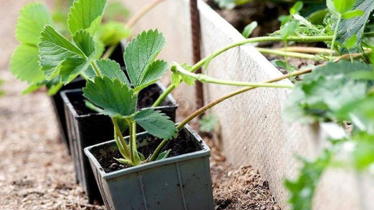 Яндекс картинки