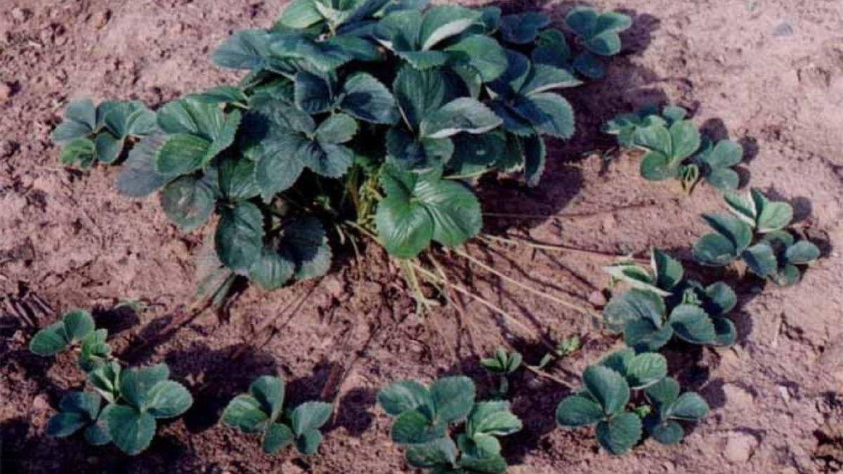 Яндекс картинки