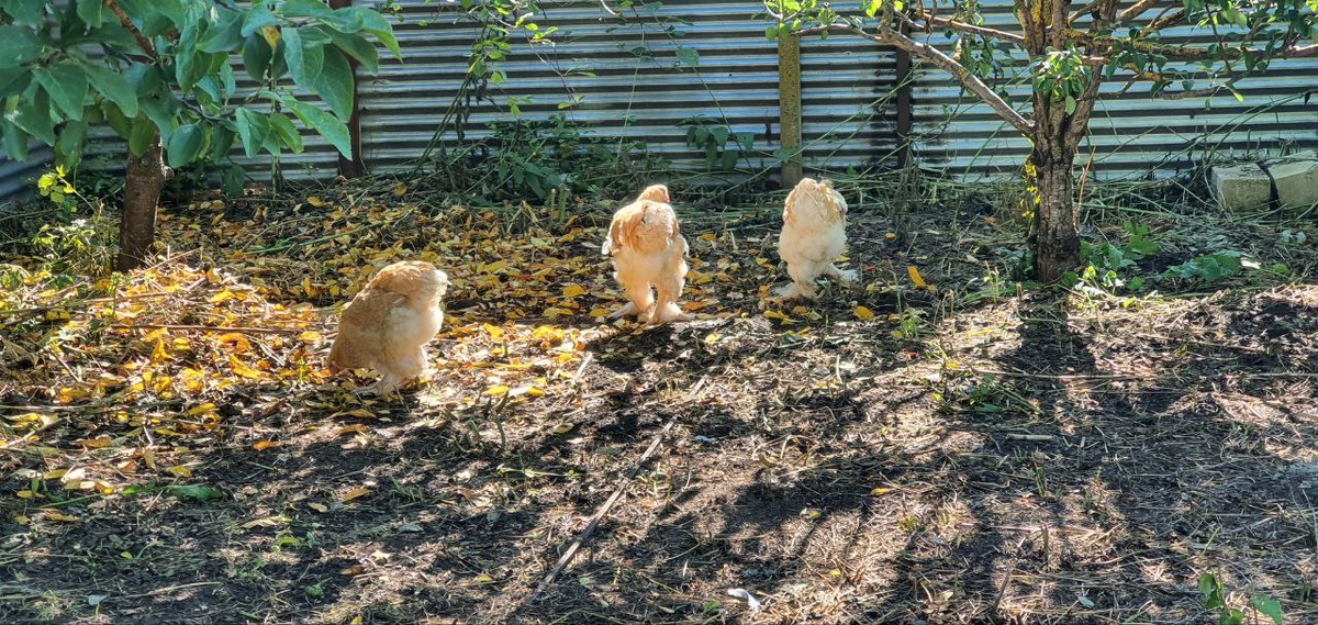 Мои курочки породы Брама гуляют в просторном вальере