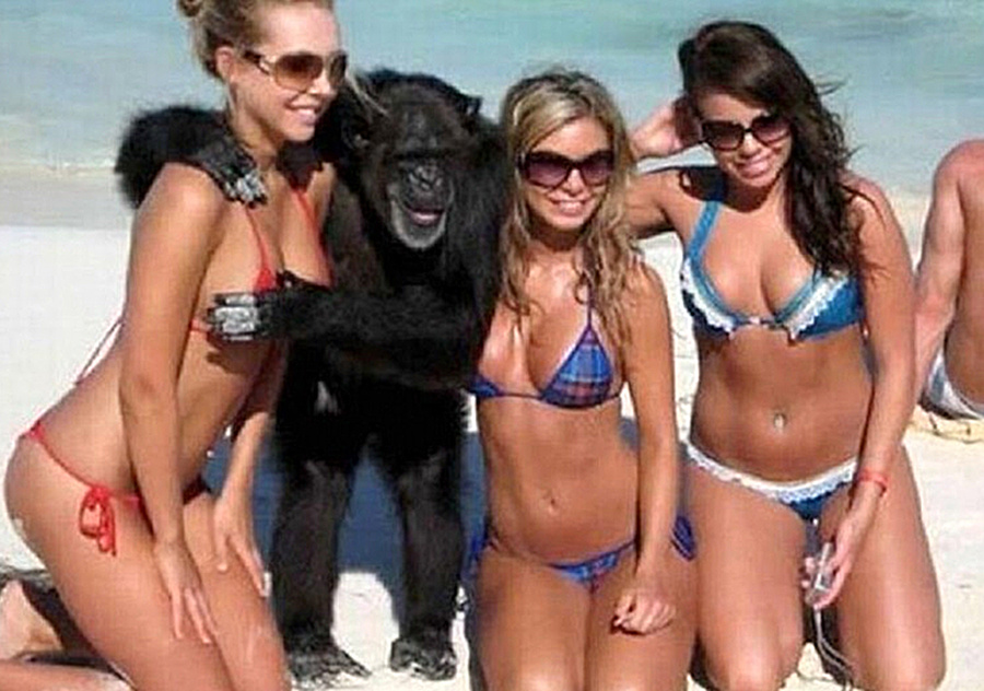 Шимпанзе с девушками