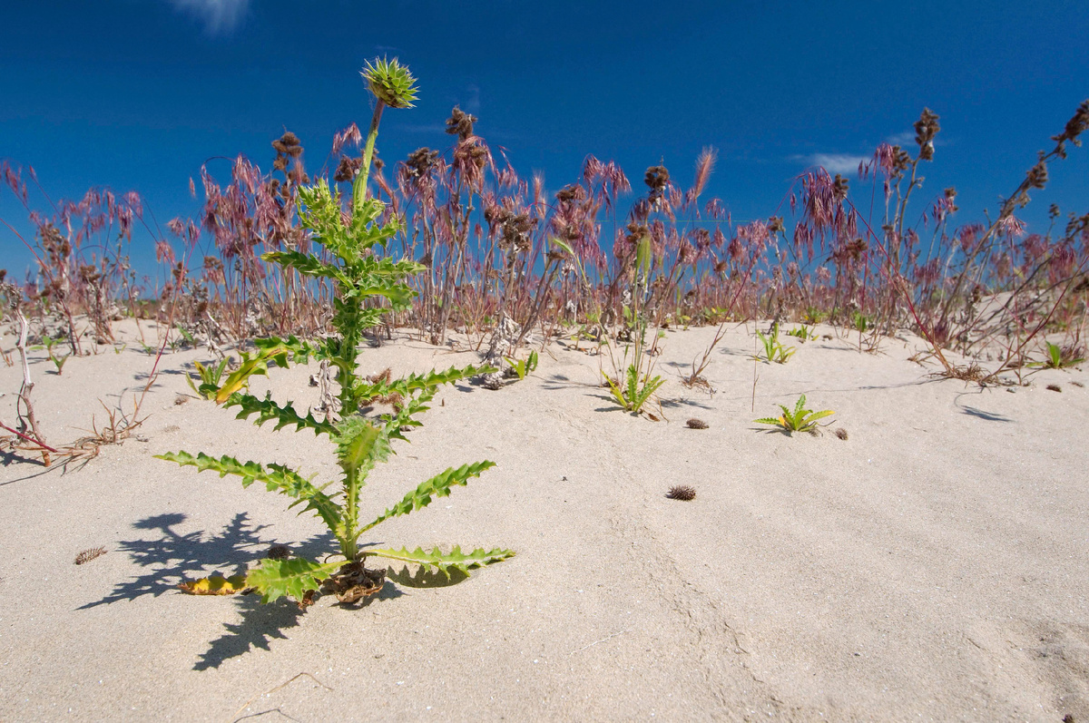 Фото: © Andrey Nekrasov/ imageBROKER.com/ Global Look Press