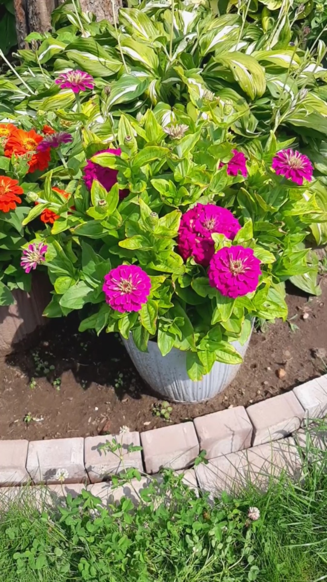 Гибридные цинии в горшках.