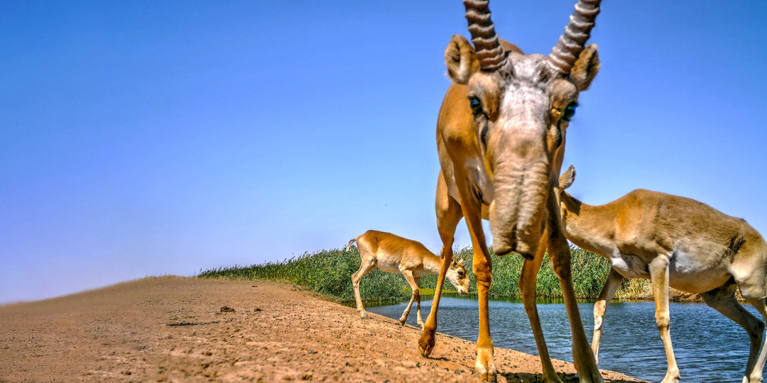 Страсти по сайгаку: как защитить поля от реликтовой фауны