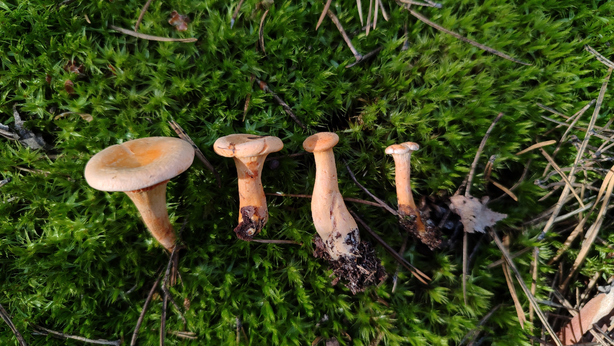 Бесполезный улов. 