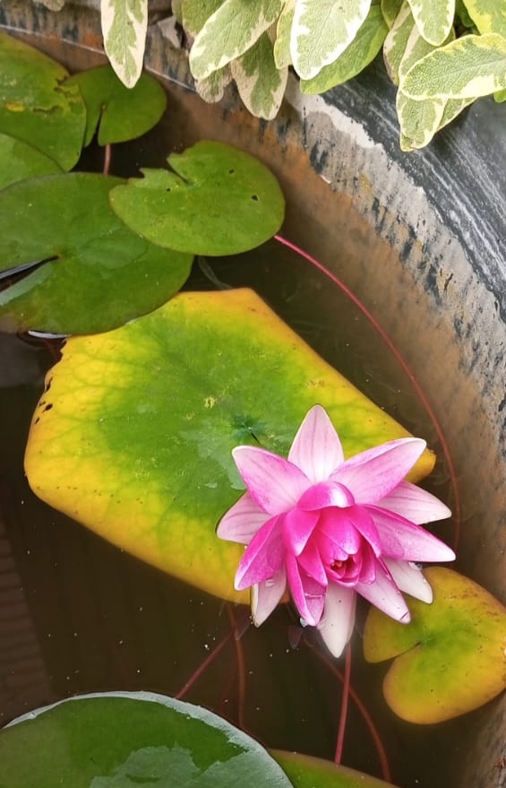 Красивая. И ещё несколько в бутонах. Скоро зацветут💪