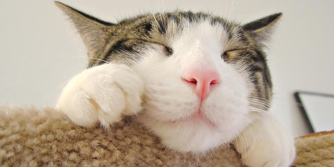 😺Сколько лет вашему котику по человеческим меркам?